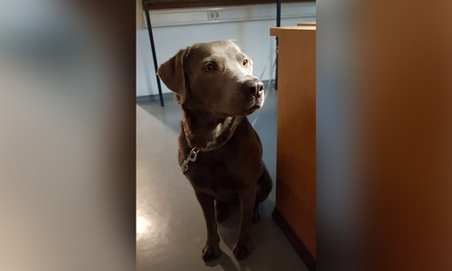 Der Fundhund vom Juliusmarkt auf der Dienststelle der Polizei Wolfenbüttel. 