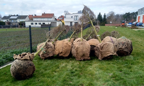 Über 80 Bäume werden gepflanzt.