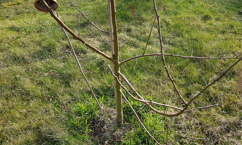 Wie man Baum und Strauch richtig pflanzt