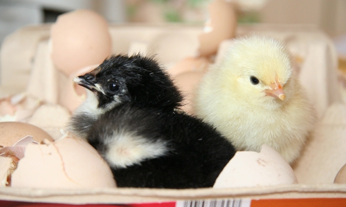 Frühere Osterküken.