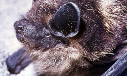 Nordfledermaus im Harz. 