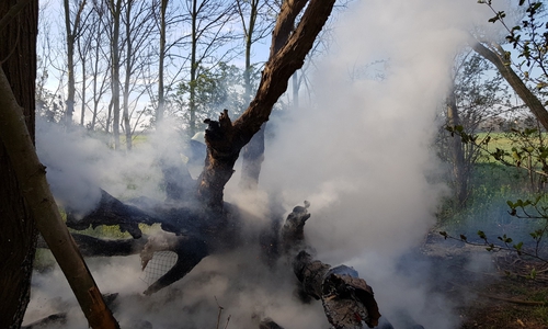 Der schon fast hohle Baum ging in Flammen auf.