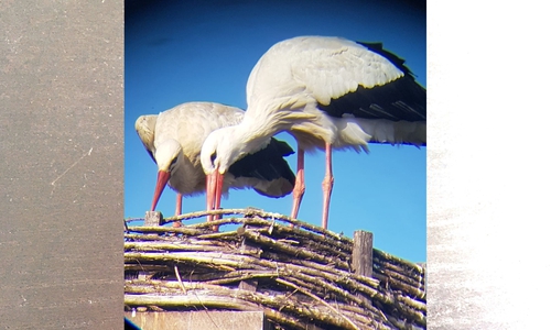 Das noch namenslose Storchenpaar aus Flechtorf macht es sich im Nest gemütlich.