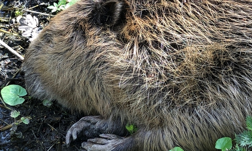 Am Dienstag wurde der tote Biber bei Sülfeld gefunden.