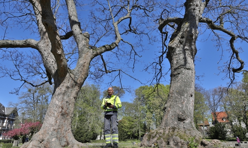 Frank Simon untersucht den Zustand eines Baumes an der Fritz-Laube-Straße in Vienenburg.