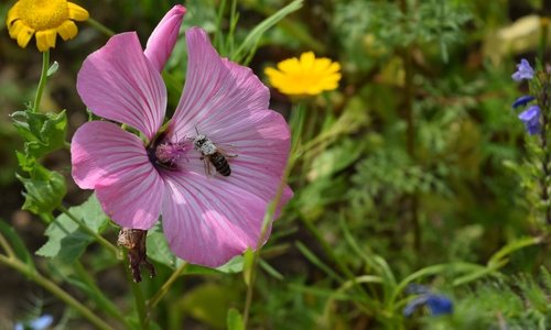Bienen, Schwebefliegen und Schmetterlinge lieben die Goslarer Blumenmischung.