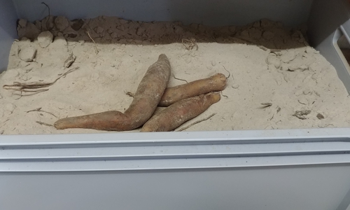 Hier wird die Yacón ganz einfach in einer Kiste mit Sand gelagert.