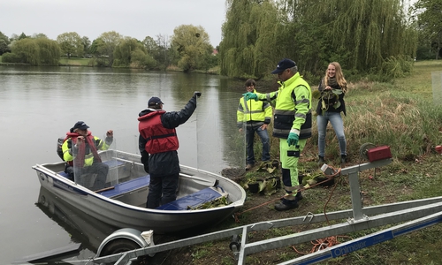  Vorbereitung der Schutzkörbe für das Einsetzen der Teich- und Seerosen in den Mühlenteich mit (von links) Uwe Dobbranz, Jürgen Peter, Nader Said, Adrian Rohne (alle WEB) und Sabine Krüger (Geschäftsbereich Grün).