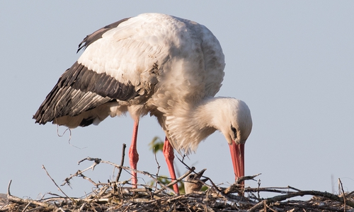 Am gestrigen Sonntag erblickte der Nachwuchs das Licht der Welt.
