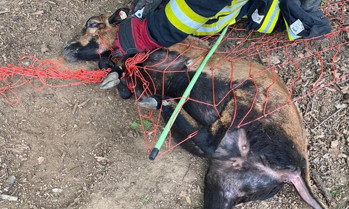 Das Schaf musste von der Feuerwehr freigeschnitten werden.