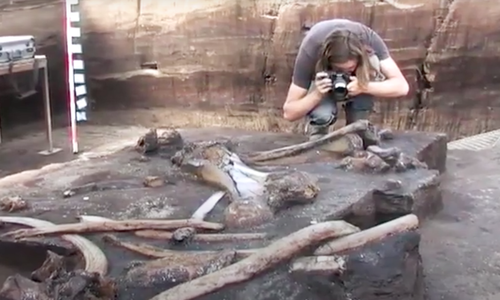 Die 300.000 Jahre alten Elefantenknochen bilden ein fast vollständiges Skelett ab. 
