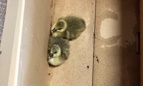 Die beiden verwaisten Gänseküken.