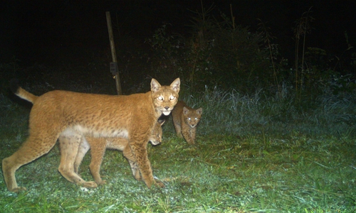Eine Luchsin durchquert mit Ihren Jungtieren einen Fotofallenstandort. Einige wenige gut etablierte Tiere bekommen in jedem Jahr Nachwuchs. Sie bilden das Rückgrat der Luchspopulation.