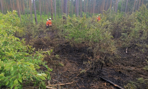 Der Brand befand sich abseits des Waldweges.