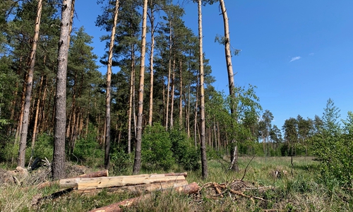 Holzernte im Barnbruch.