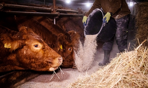 Jeden Morgen früh füttern, aber jetzt selbst auf Diät: Wer in der Landwirtschaft arbeitet, muss künftig um die Zusatzrente fürchten. Davor warnt die Agrar-Gewerkschaft IG BAU.