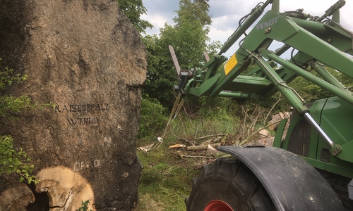 Einige gut erhaltene Abschnitte des Baumes wurden für eine mögliche spätere Nutzung gerettet.