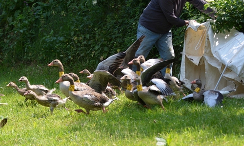 Probeweise Umsiedlung einiger Tiere auf Gewässer in den Barnbruchwiesen.