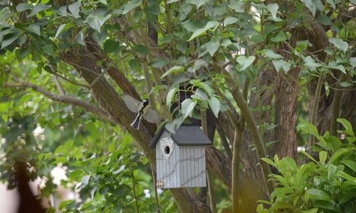 Die Kohlmeisen halten Einzug in Pfestorfs Garten.