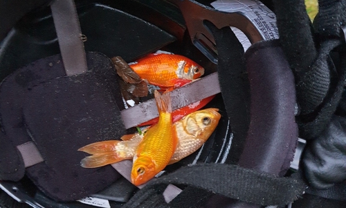 Die Fische konnten anschließend wieder in ihren Teich zurückgesetzt werden.