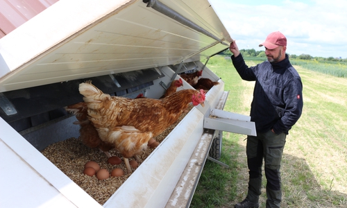 Florian Harms an seinem Mobilstall. Die Hühner legen ihre Eier in abgedunkelte Familiennester, wann immer sie wollen.