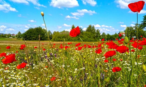 Momentan steht der Streifen in voller Blüte.