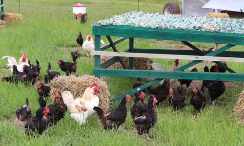 Hühner vor einem Mobilstall. Sieht so die Zukunft der Eierproduktion aus?