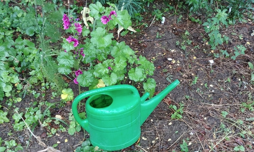 Unser Gartennerd verrät wie man bei dieser Hitze richtig gießt.