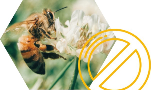 Nun heißt es: Bienen retten.