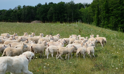  Rund 100 Schafe weiden seit dieser Woche auf dem Gelände der ehemaligen Hausmüll- und Bauschuttdeponie am Gesamtstandort Morgenstern. Bewacht werden die Tiere rund um die Uhr von Hütehunden.