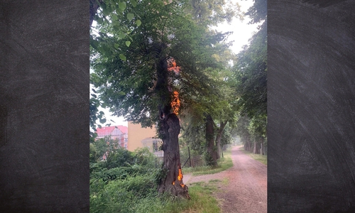 Der Baum stand bis in die Baumkrone in Flammen.