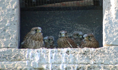 Fünf Jungfalken wollen bald ausfliegen.