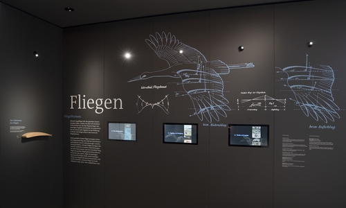 Die neue Ausstellung erklärt, wie Vögel fliegen.