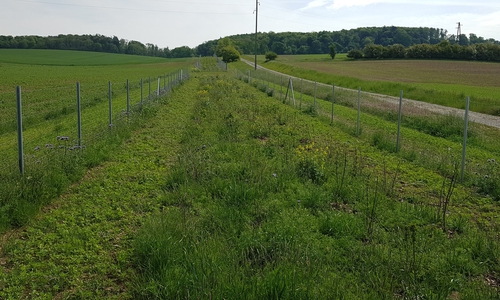 Heckenanpflanzung bei Lucklum: Insgesamt 13 Meter breit inklusive Saumstreifen ist das entstehende Heckensystem. Hier wächst wertvoller Lebensraum für Tiere und Pflanzen.