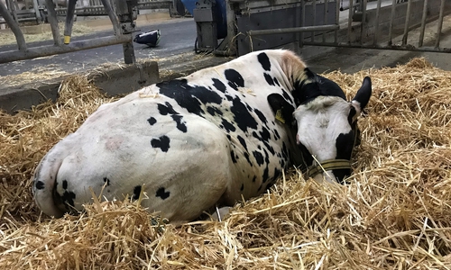 Udo hielt die Feuerwehr auf Trab.