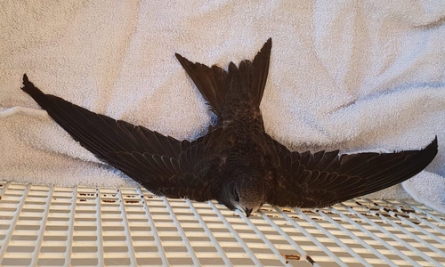 Der Mauersegler wurde zum Tierarzt gebracht.