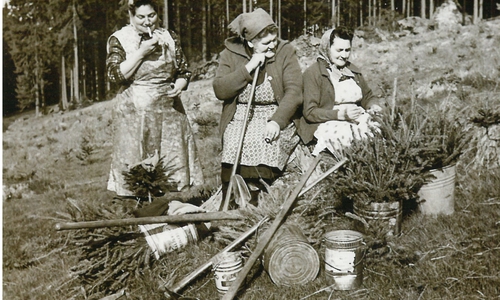 Harzer Kulturfrauen pflanzen Fichten auf Kahlflächen nach dem 2. Weltkrieg.  Dass ihre Bäume mal in China verarbeitet werden, war für sie unvorstellbar