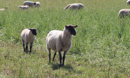 Tagsüber stehen die Schafe auf den Kleegras- und Luzernewiesen um den Heeseberg herum. Die Lämmer bleiben vier bis sechs Wochen nach der Geburt bei ihren Mutterschafen.