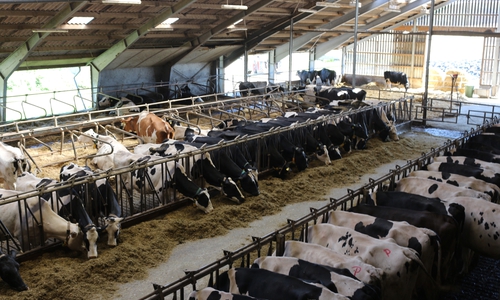 In Erich Gehrkes Stall bei Groß Sisbeck stehen 120 Kühe. Mit ihnen produziert der Betrieb etwa eine Million Liter Milch im Jahr.