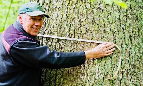 Förster Matthias Lüttgau nimmt Maß an einer Uralt-Fichte im Wolfsbachtal bei Hohegeiß.  Will man den Stamm umfassen, braucht man drei ausgewachsene Menschen.