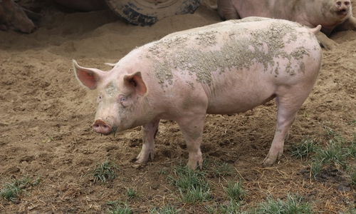 Für Schweine ist die afrikanische Schweinepest eine ernsthafte Gefahr. Zur Zeit ist zwar noch kein Fall in Deutschland bekannt, ein Ausbruch wäre für die Schweinehalter aber eine Katastrophe.