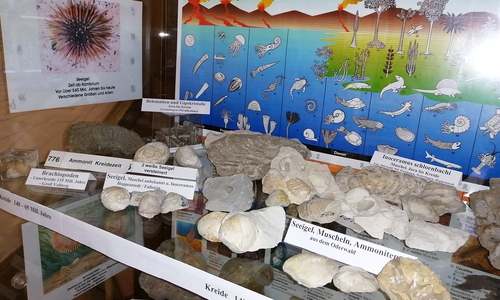 Die neue Fossilien-Ausstellung im Heimathaus.