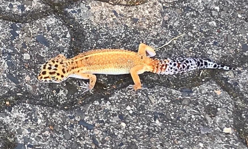 Die Feuerwehr konnte das kleine Reptil einfangen.