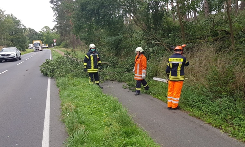 Der Baum wurde mit einer Motorsäge zerkleinert.
