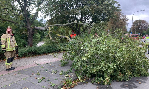 Der umgestürzte Baum in der Goethestraße. 