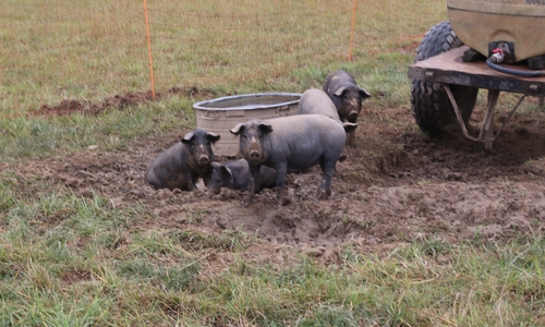 Der Großteil der Schweine in Engelnstedt sind Hausschweine. Die Hagemanns halten auch einige Iberico-Schweine. Die uralte Rasse, die bereits römische Legionäre gezüchtet haben sollen, soll einen besonderen Geschmack haben.