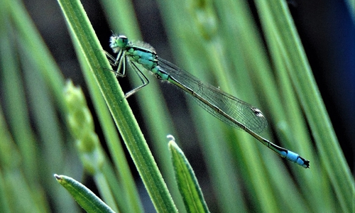 Diese Libelle ist sehr häufig in Niedersachsen.
