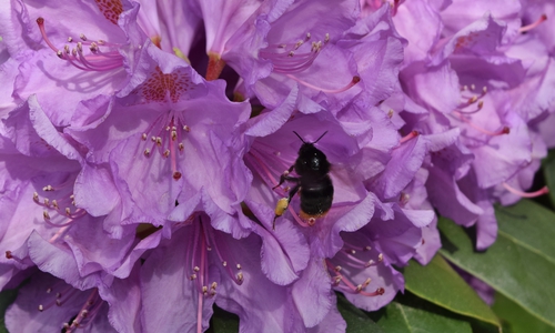 Nicht nur eine bunte Blütenpracht als Nahrungsquelle für Insekten bringt Punkte, sondern auch Totholz oder Wildwuchs im Garten.
