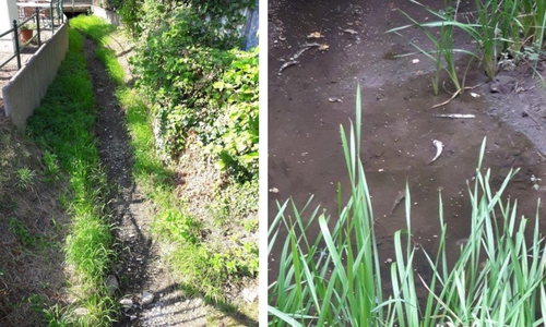 Der Weddebach in Schladen ist vor zwei Wochen völlig ausgetrocknet. In den Restwasserpfützen treiben tote Forellen. 