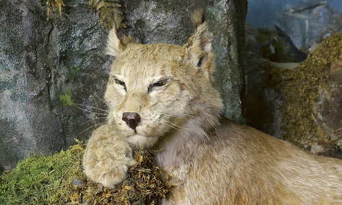 Elf Tage lang musste er vor den Jägern fliehen. Nun ist er in einem Diorama zu sehen. Die neu angesiedelten Harz-Luchse weisen eine genetische Verwandtschaft auf.